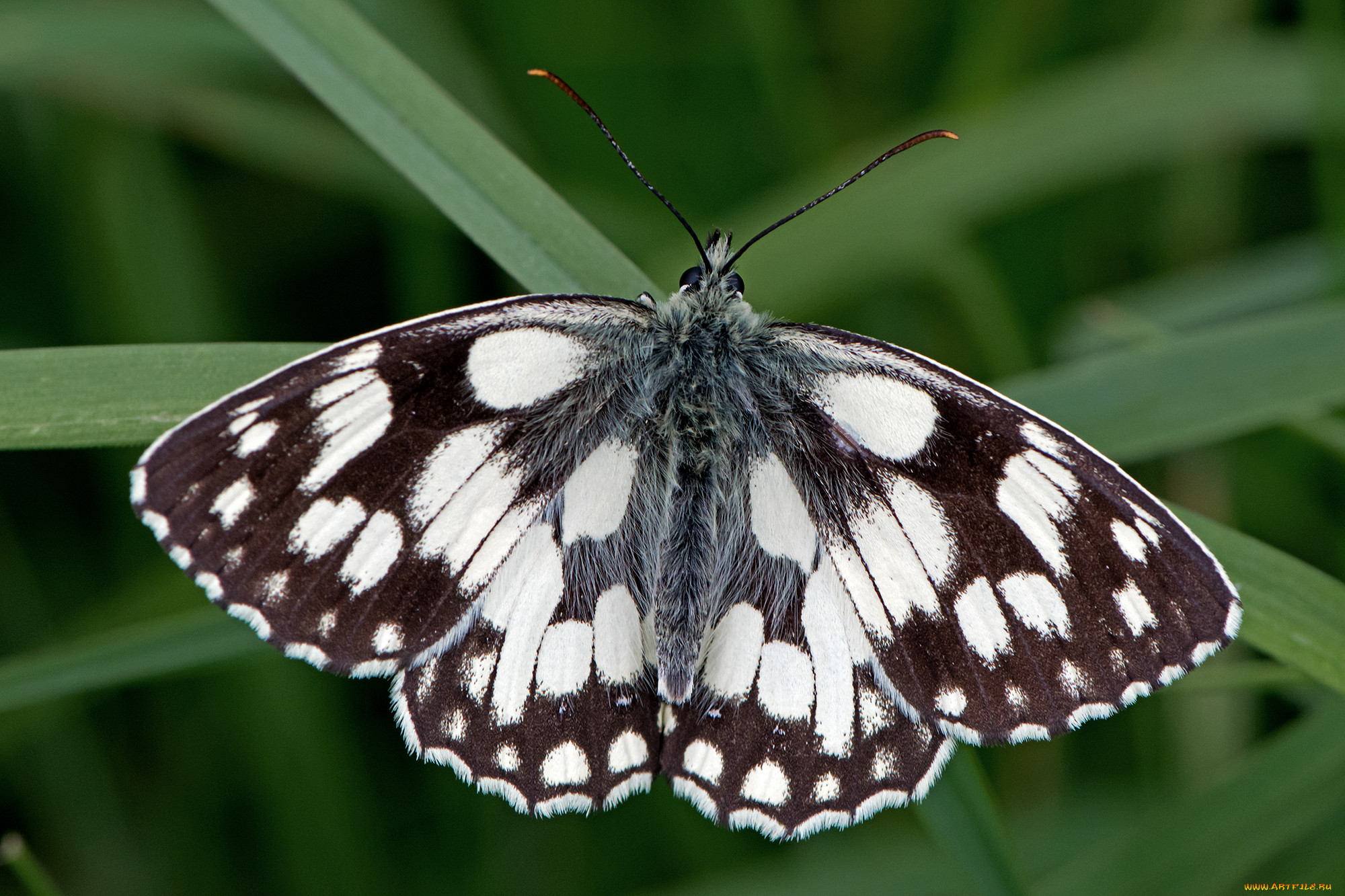 melanargia galathea - marbled white, , ,  ,  , 
